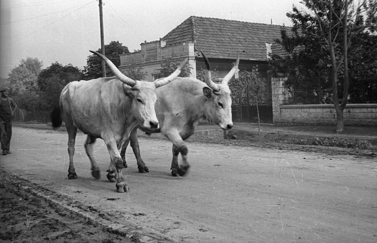 1953, Nagy Gyula, cattle, Fortepan #51797