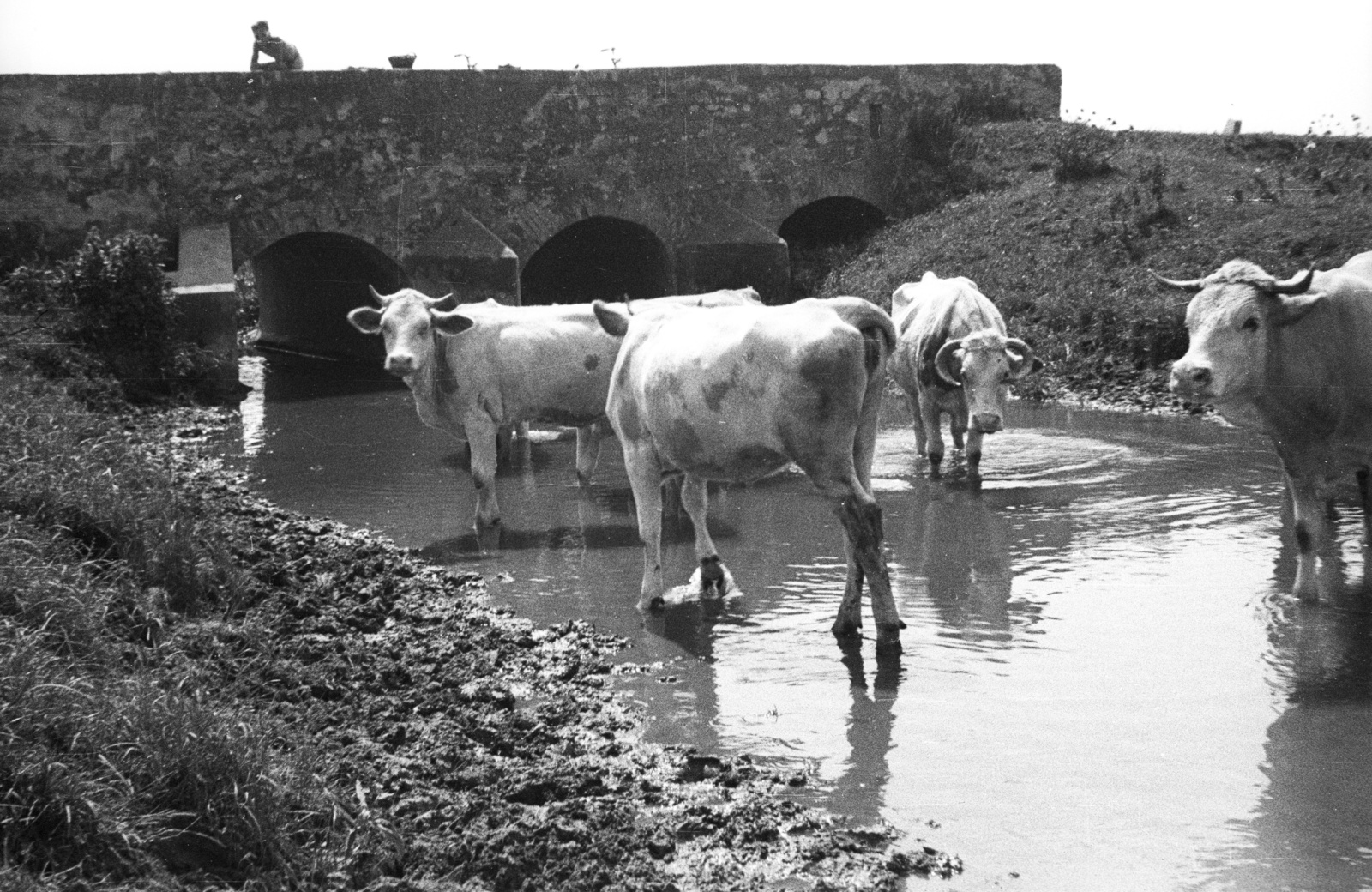 1953, Nagy Gyula, bridge, cattle, Fortepan #51832