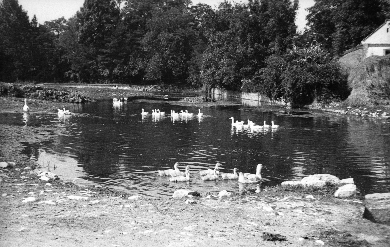 1953, Nagy Gyula, lake, poultry, goose, Fortepan #51837
