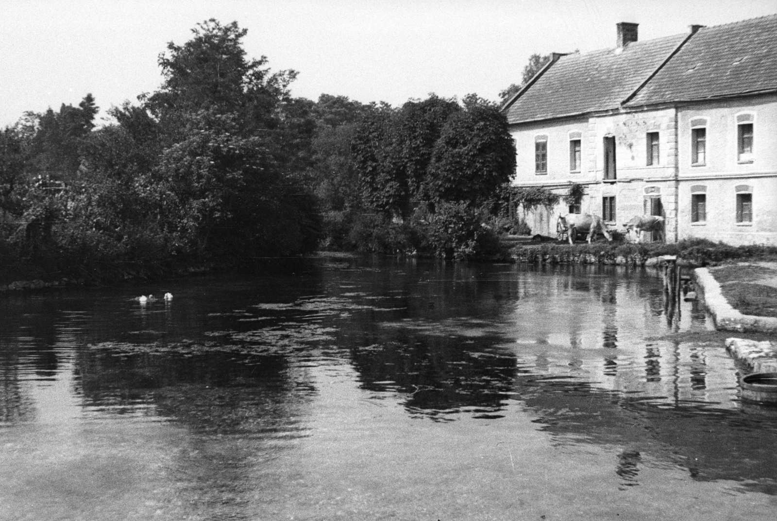 1953, Nagy Gyula, tó, szarvasmarha, Fortepan #51838