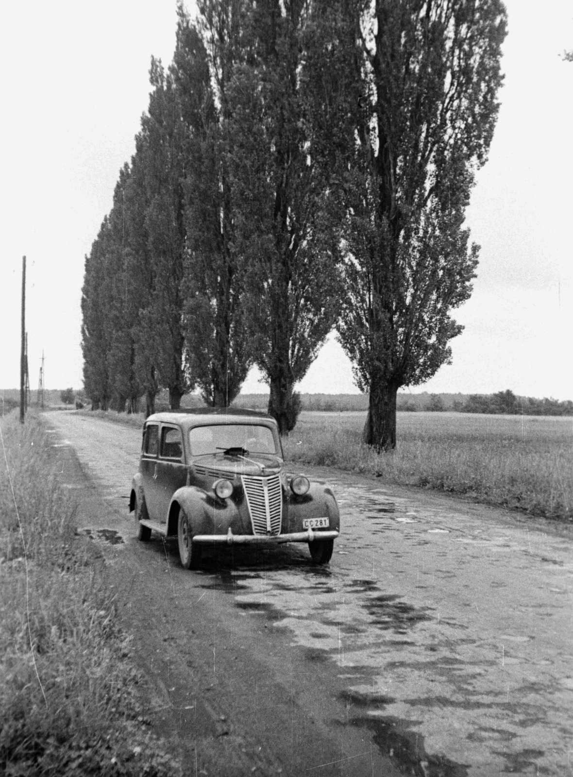 1953, Nagy Gyula, Fiat-brand, Italian brand, dirt road, fir trees, automobile, number plate, Fortepan #51842