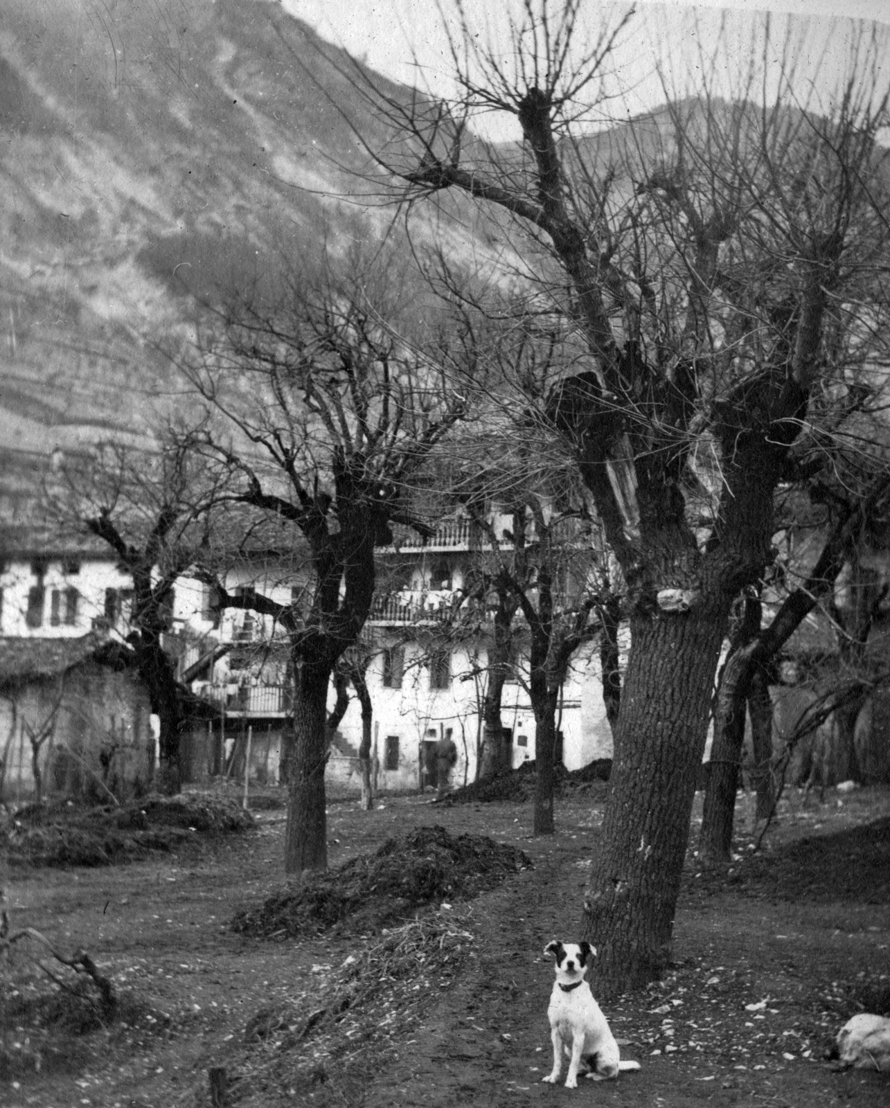Italy, Fastro, háttérben a Via Gregorio Barbarigo házai., 1917, Komlós Péter, First World War, dog, Fortepan #52311