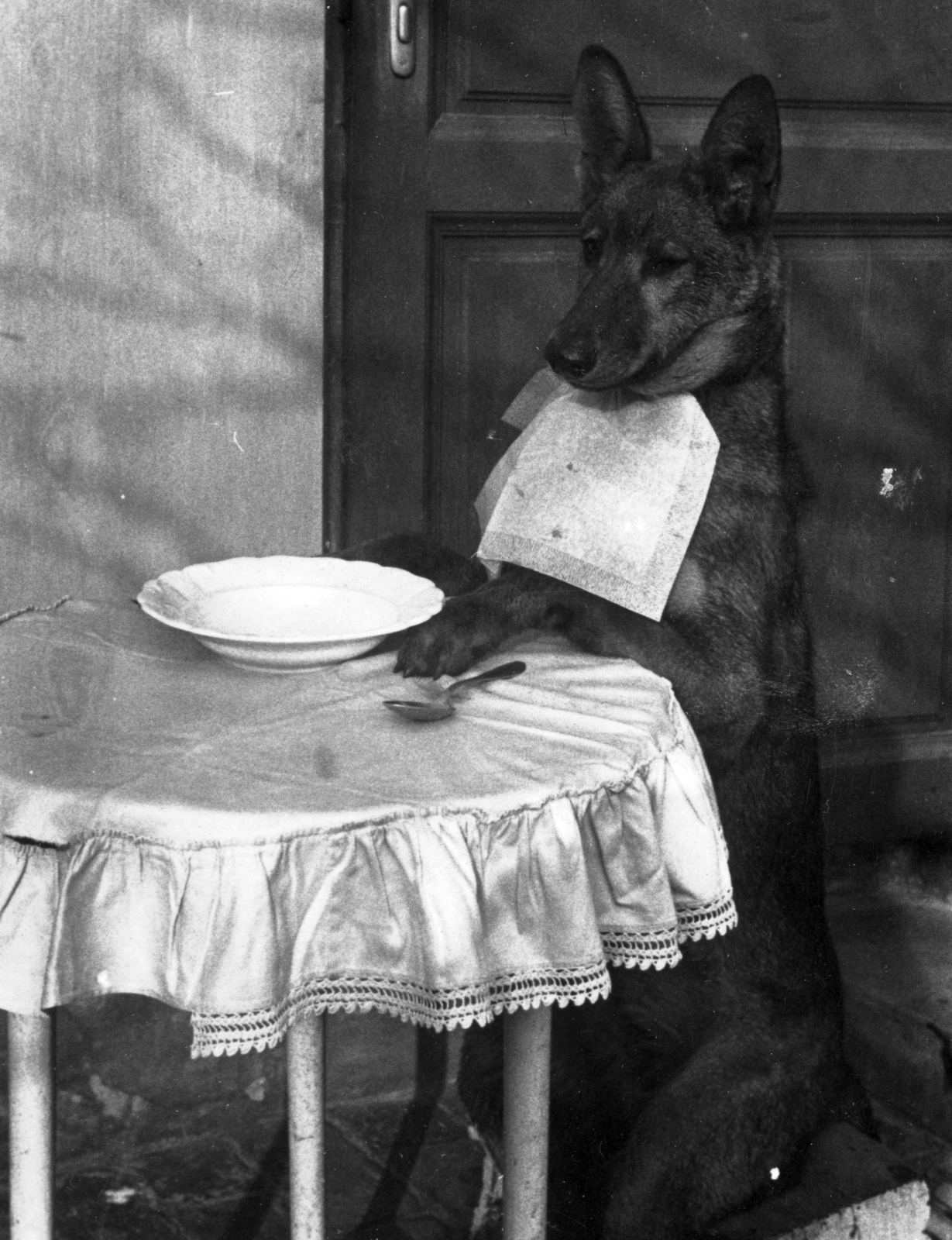 Hungary, Óbuda, Budapest III., a "Csodakutya"., 1940, Fortepan, dog, meal, jesting, place, table, German shepherd, Budapest, Fortepan #52506