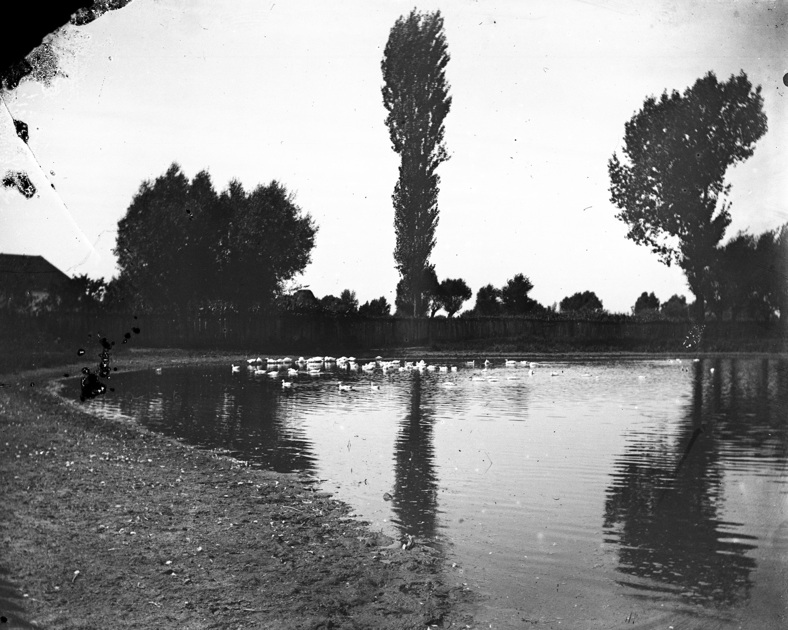 1900, Fortepan, duck pond, Fortepan #52762