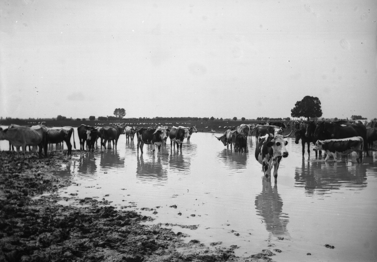 1900, Fortepan, cattle, Fortepan #52780