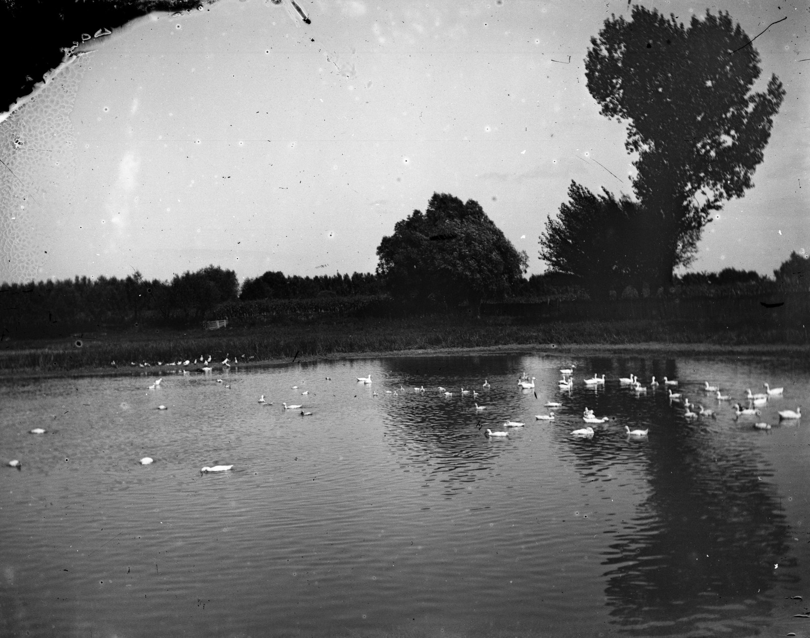 1900, Fortepan, duck pond, Fortepan #52817