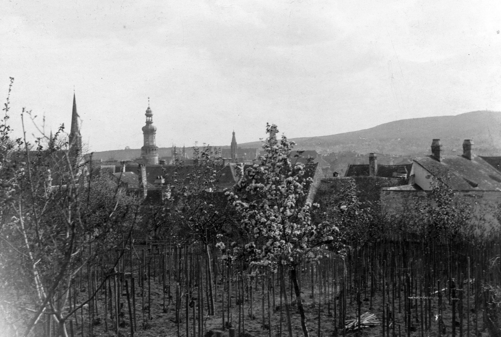 Magyarország, Sopron, látkép a Bástya utca felől., 1928, Vargha Zsuzsa, szőlő, Fortepan #52930