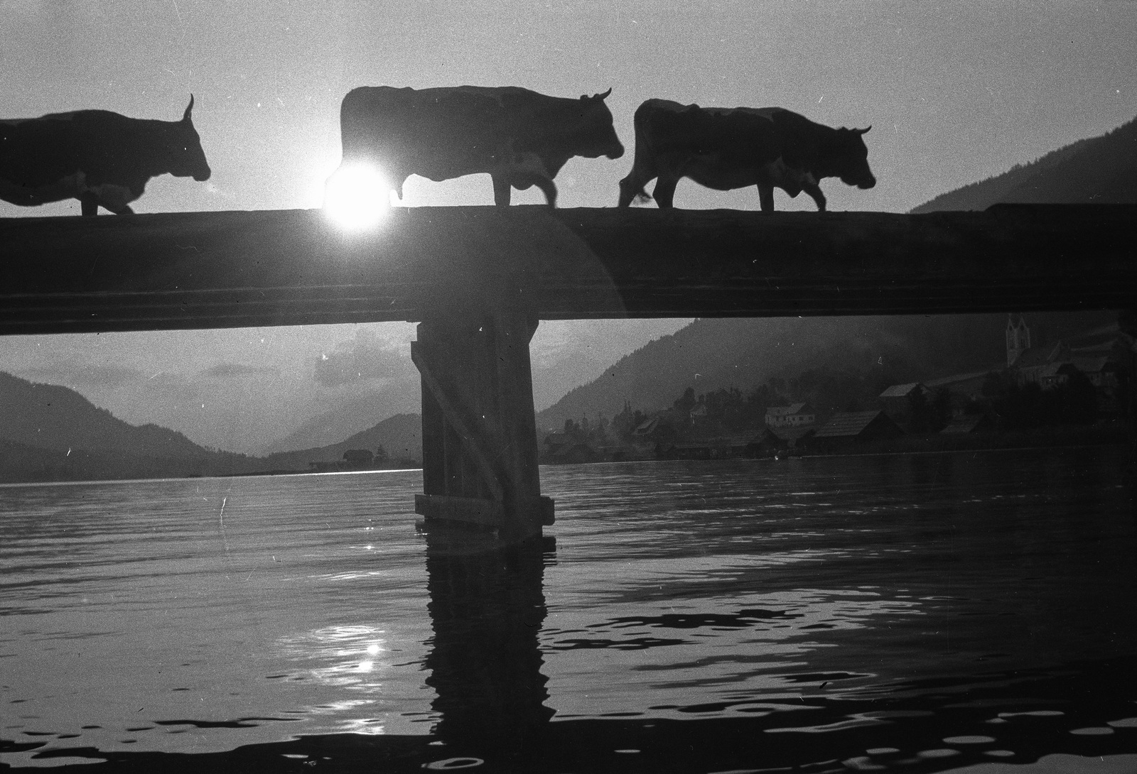 Ausztria, Techendorf, híd a Weissensee felett., 1936, Romák Éva, híd, folyó, szarvasmarha, sziluett, Fortepan #53277