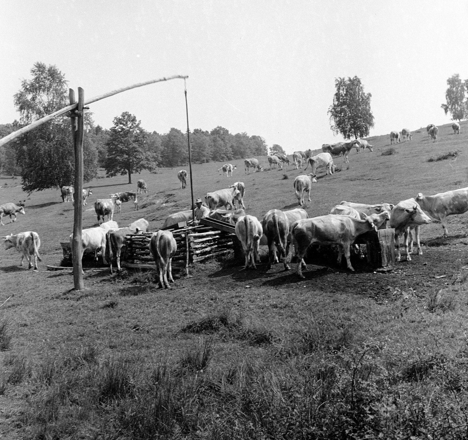 1959, Zsanda Zsolt, Vajszada Károly, szarvasmarha, gémeskút, Fortepan #53751