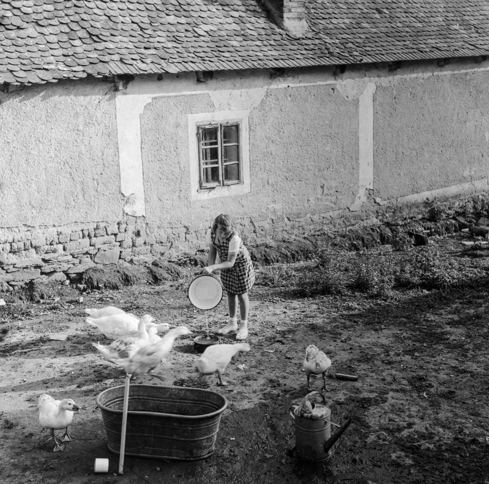 1959, Zsanda Zsolt, Vajszada Károly, water trough, goose, Fortepan #53866