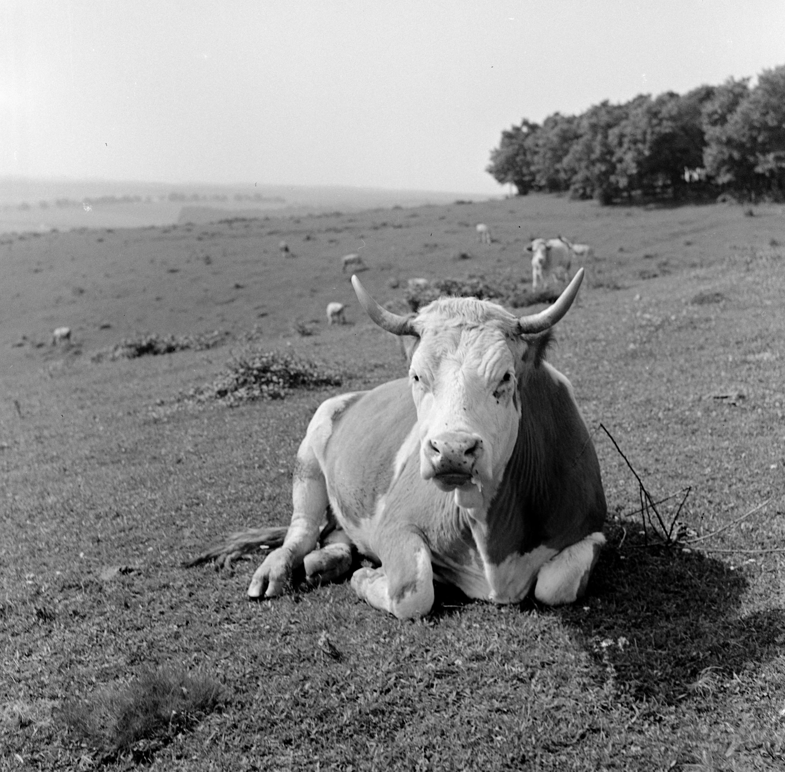 1960, Zsanda Zsolt, Vajszada Károly, cattle, Fortepan #53934