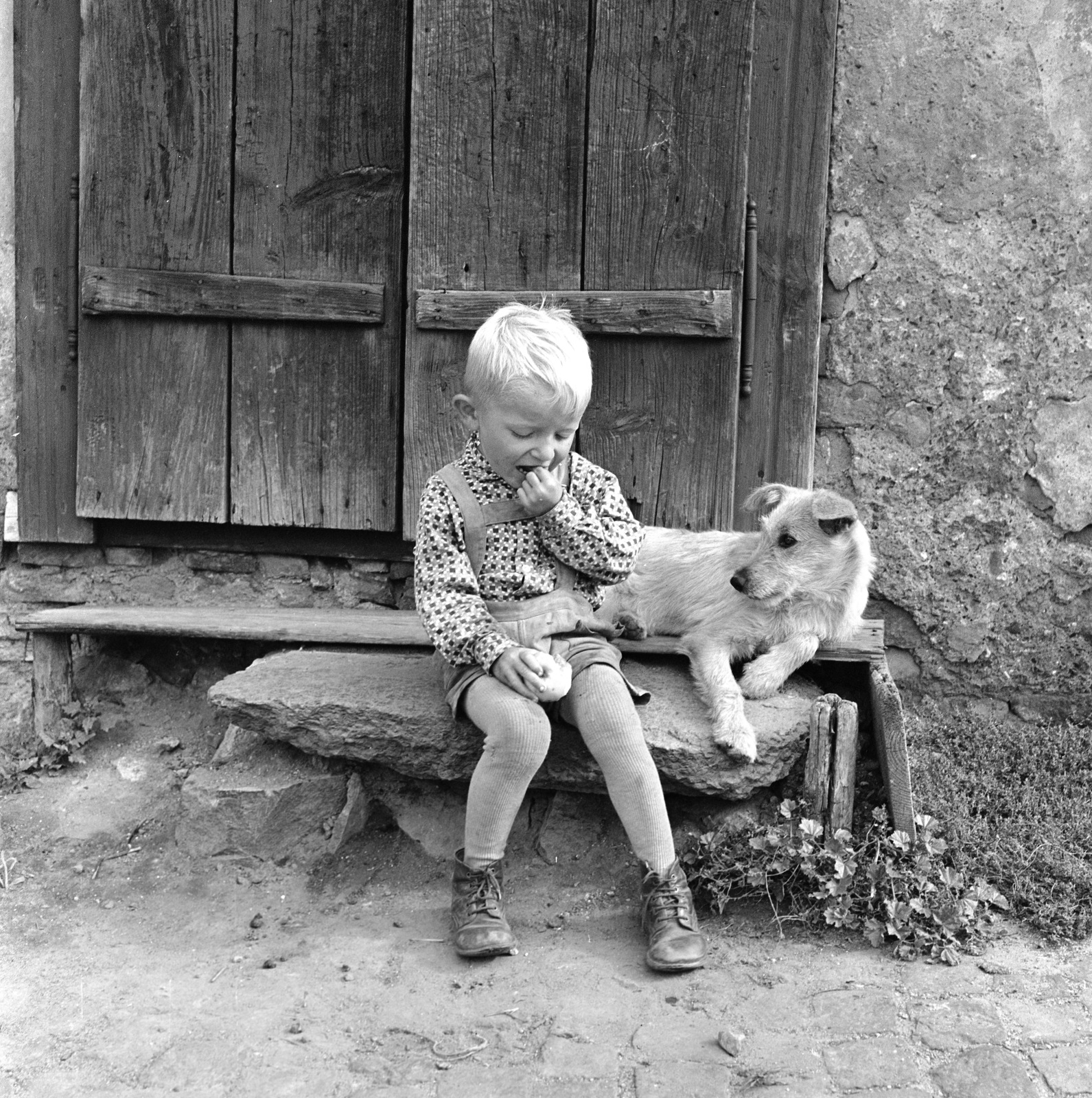 Slovakia, Fiľakovo, ulica Podhradska (Várfelső utca)., 1960, Zsanda Zsolt, Vajszada Károly, Czechoslovakia, dog, venetian blind, Fortepan #53943