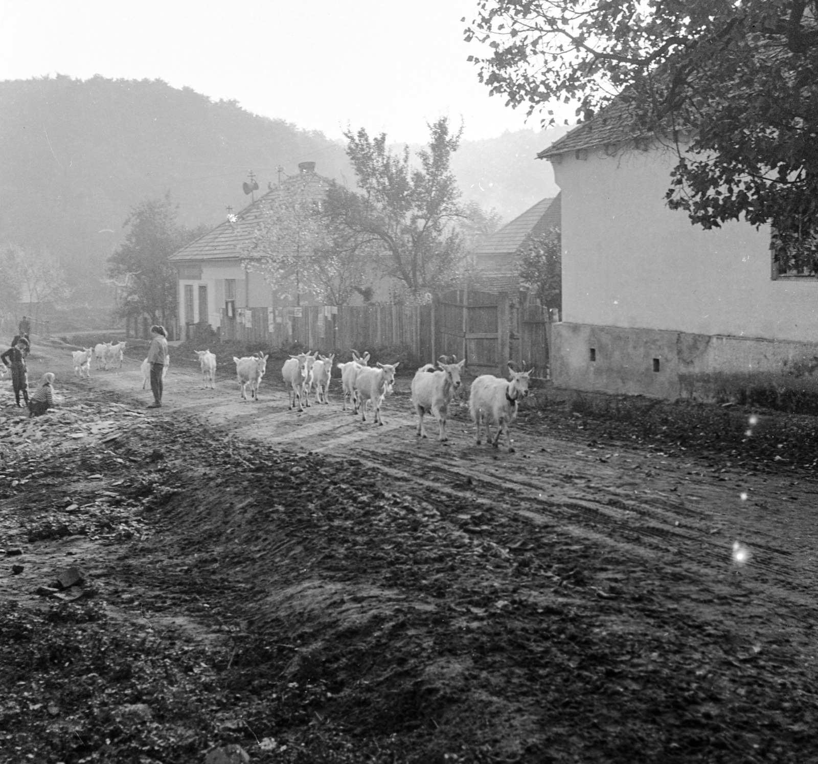 Slovakia, Poltár, ulica Obrancov mieru., 1960, Zsanda Zsolt, Vajszada Károly, Czechoslovakia, goat, Fortepan #53999