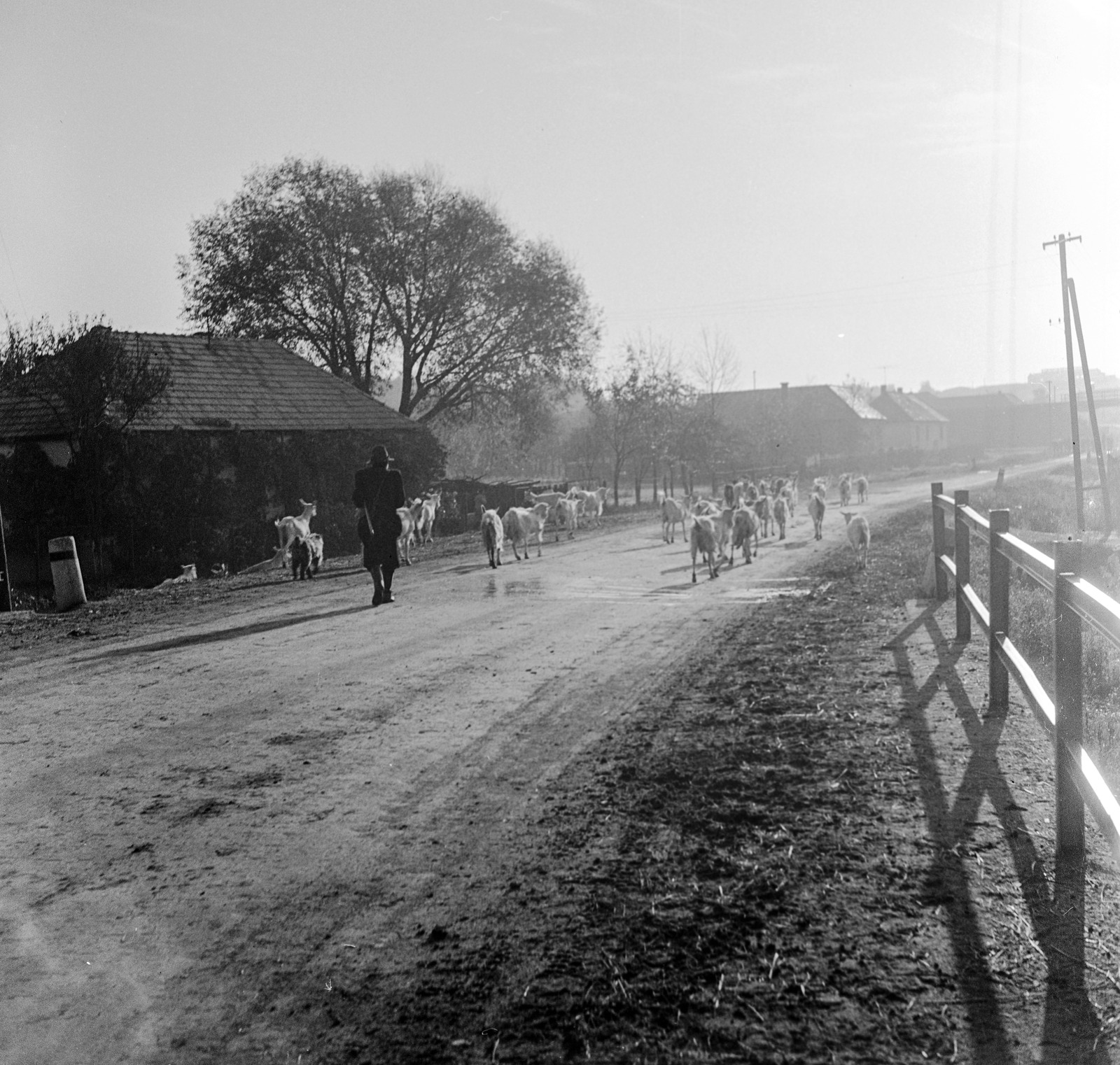 Slovakia, Poltár, ulica 9. mája, híd a Poltarica-patak felett., 1960, Zsanda Zsolt, Vajszada Károly, Czechoslovakia, goat, Fortepan #54008