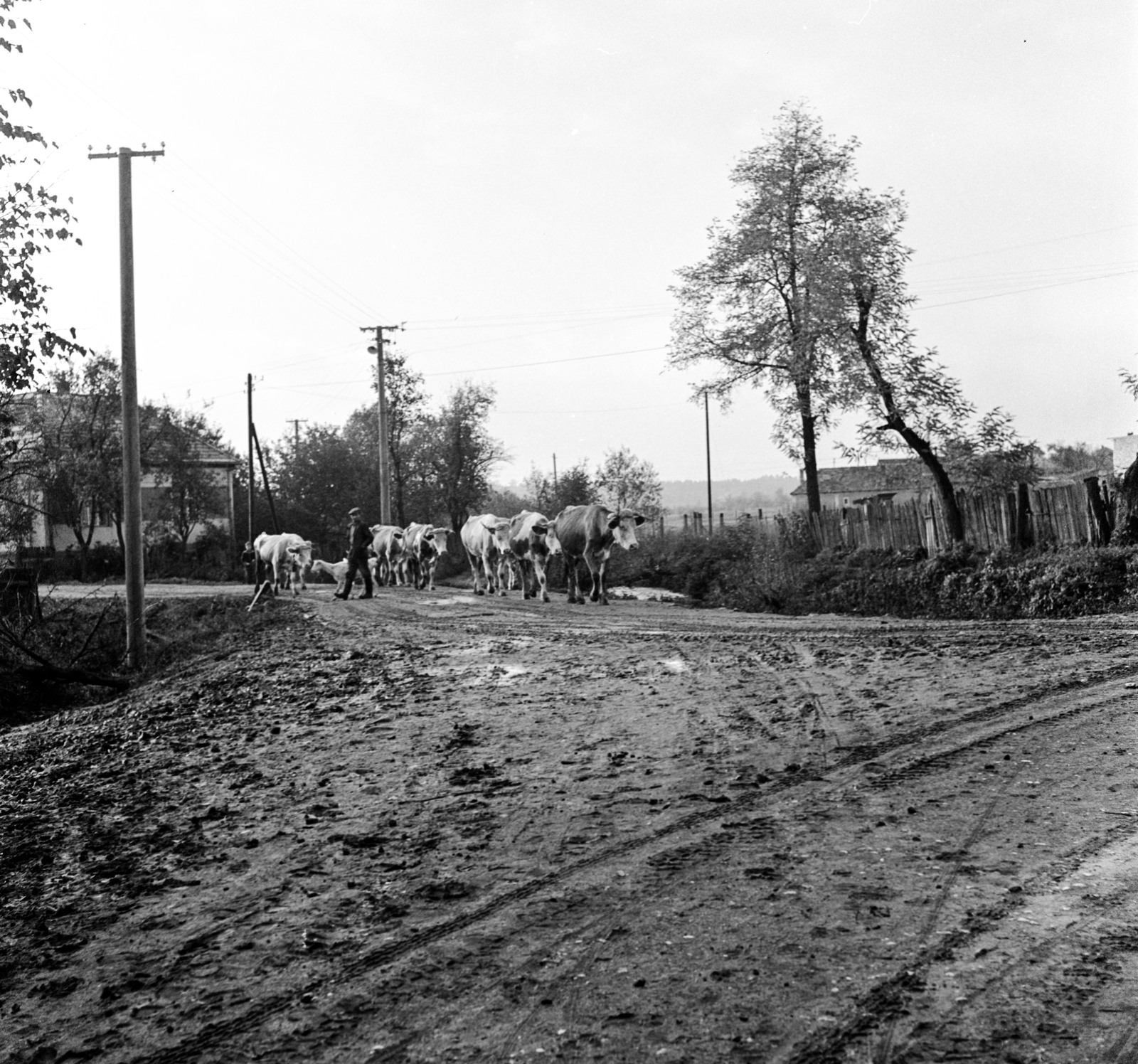 Slovakia, Poltár, az ulica Revolucná eleje, a csorda a Poltarica-patak hídja felé tart. , 1960, Zsanda Zsolt, Vajszada Károly, Czechoslovakia, cattle, Fortepan #54011