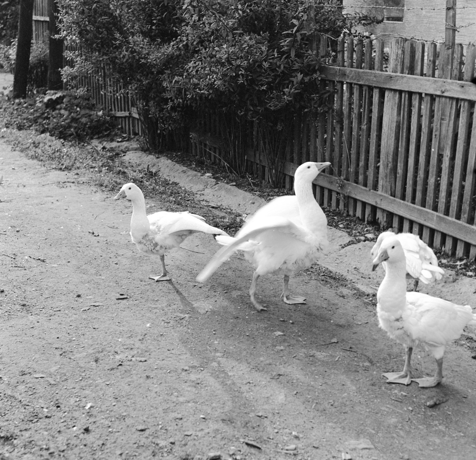 1960, Zsanda Zsolt, Vajszada Károly, goose, Fortepan #54027