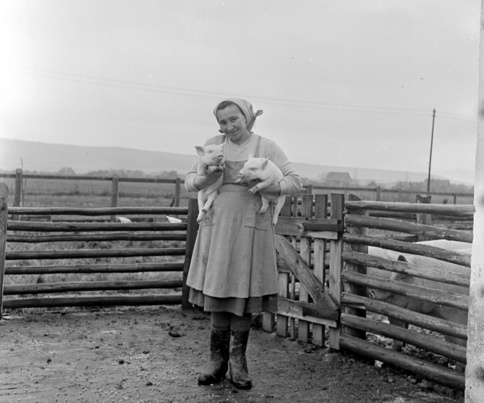 1960, Zsanda Zsolt, Vajszada Károly, portrait, pig, apron, headscarf, boots, lady, skirt, hold in arms, Fortepan #54030