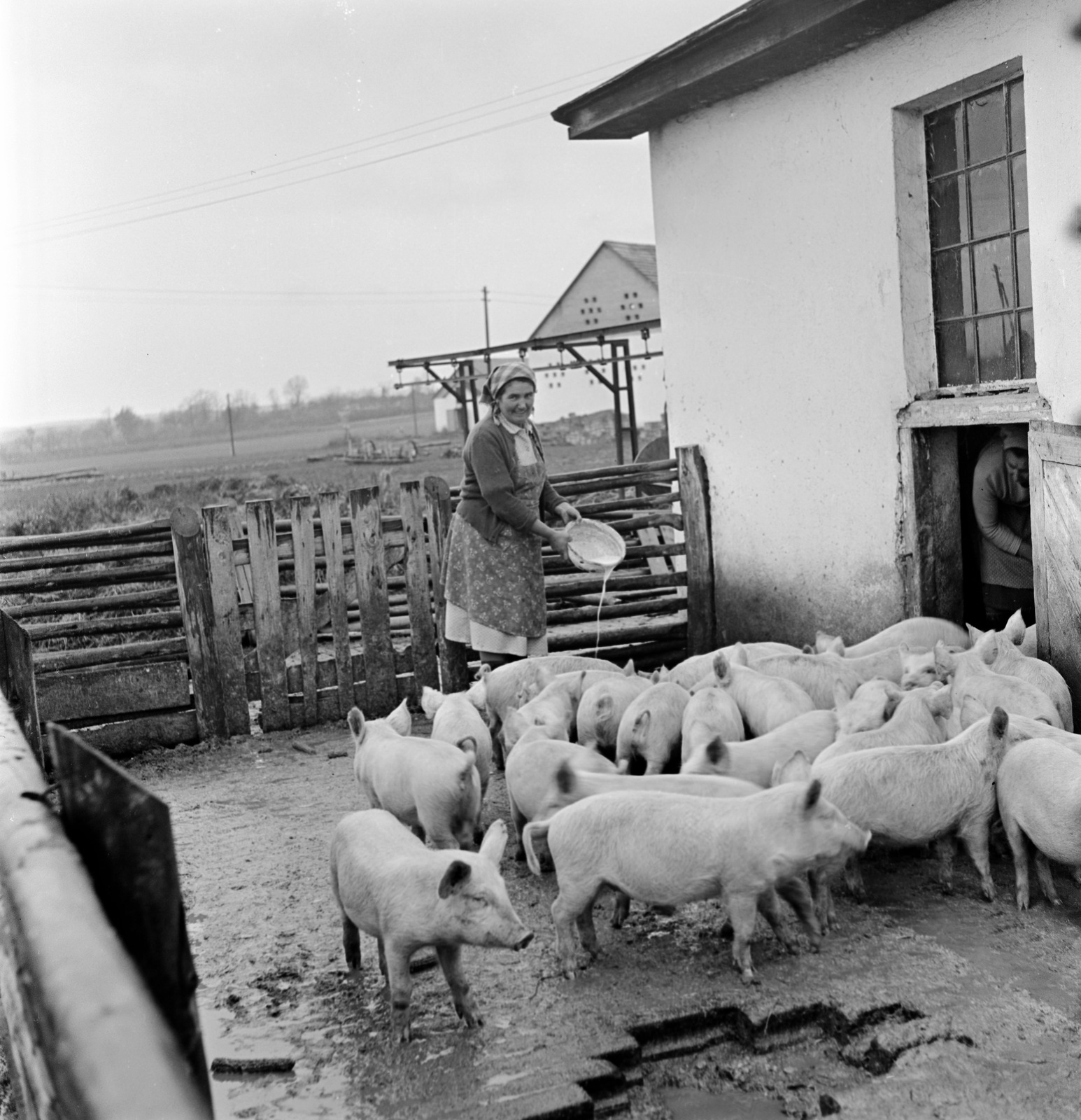 1960, Zsanda Zsolt, Vajszada Károly, pig, Fortepan #54031