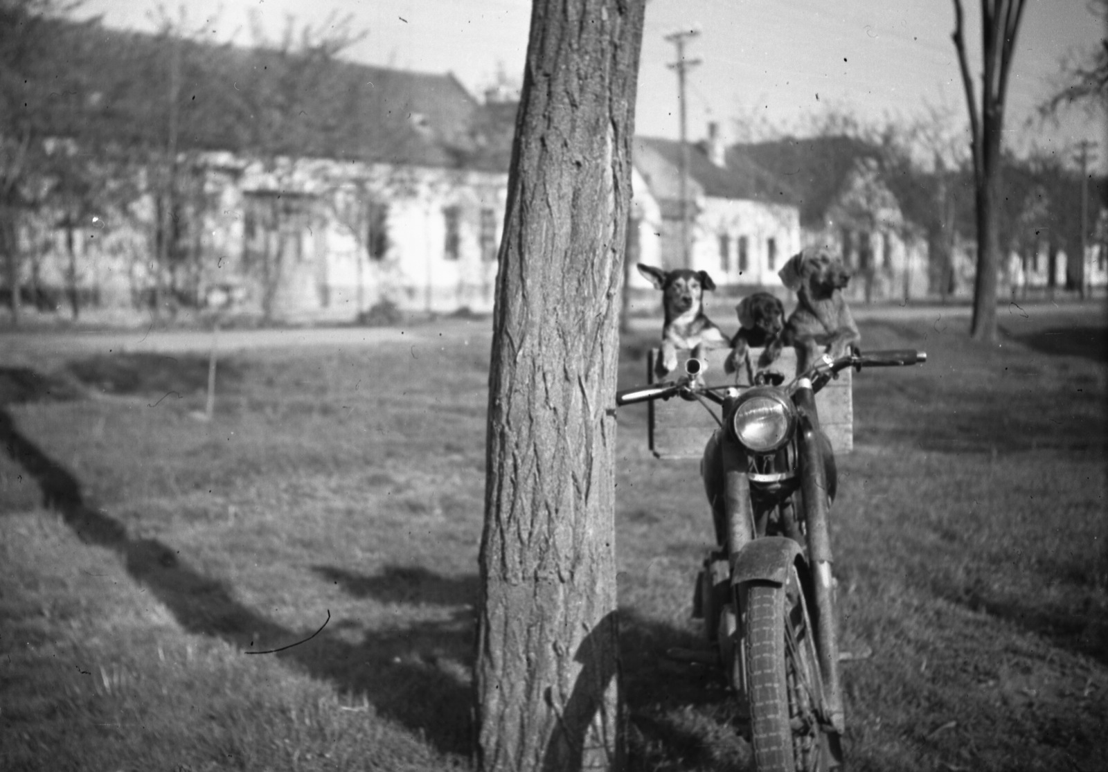 1959, Vaskúti György, dog, motorcycle, Csepel-brand, Dachshund, Fortepan #54420