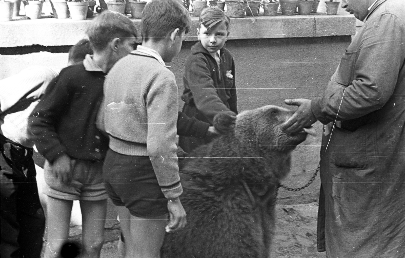 1958, Lencse Zoltán, bear, Fortepan #54580