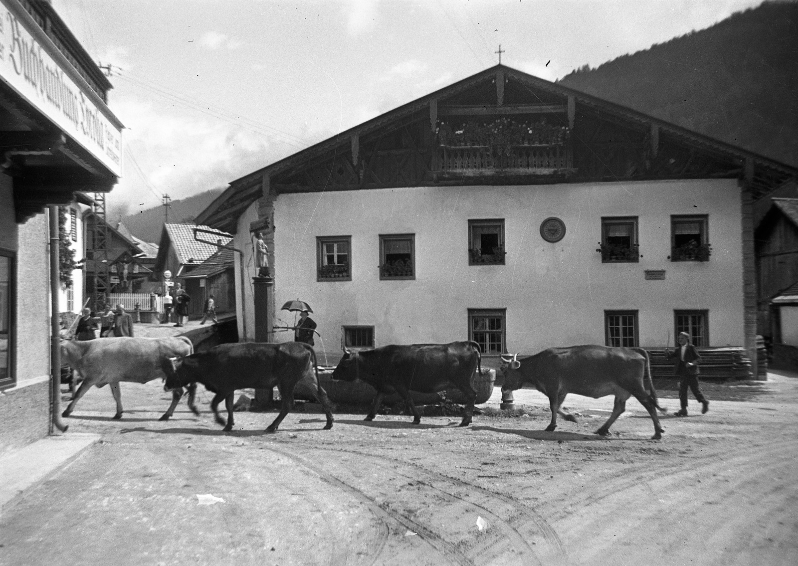 1935, Magyar Bálint, szarvasmarha, Fortepan #55443