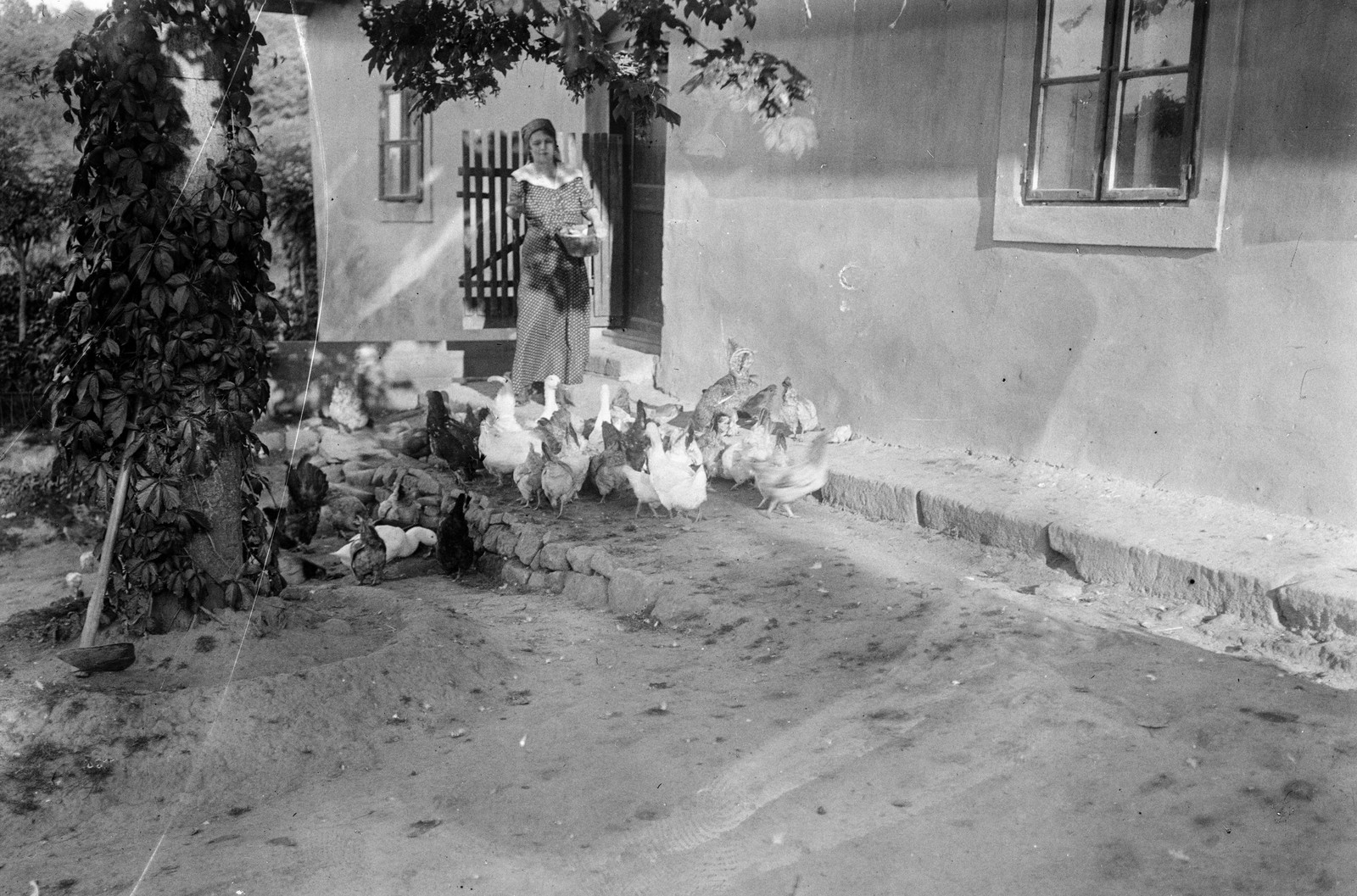 1912, Magyar Bálint, poultry, Fortepan #55620