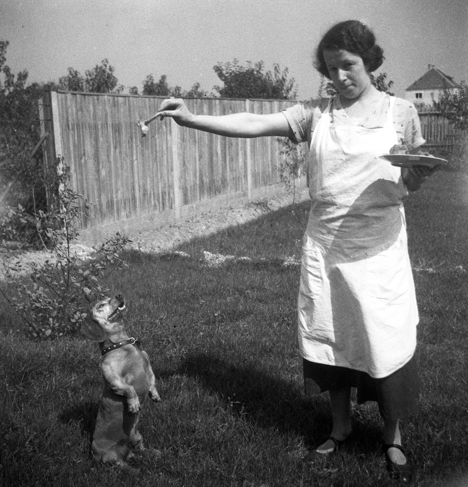 1937, Magyar Bálint, dog, genre painting, servant, Dachshund, animal trainer, Fortepan #55944