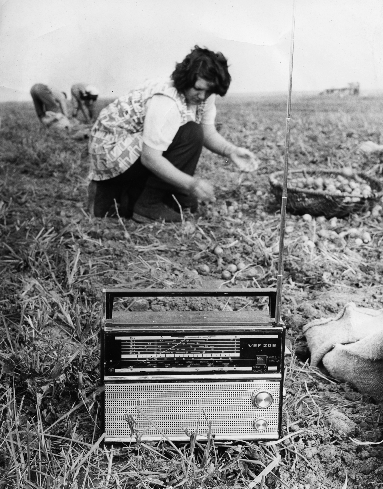 Magyarország, burgonya betakarítás, előtérben VEF 206 táskarádió., 1976, Rádió és Televízió Újság, Laczó József, rádió, mezőgazdaság, krumpli, Fortepan #56382