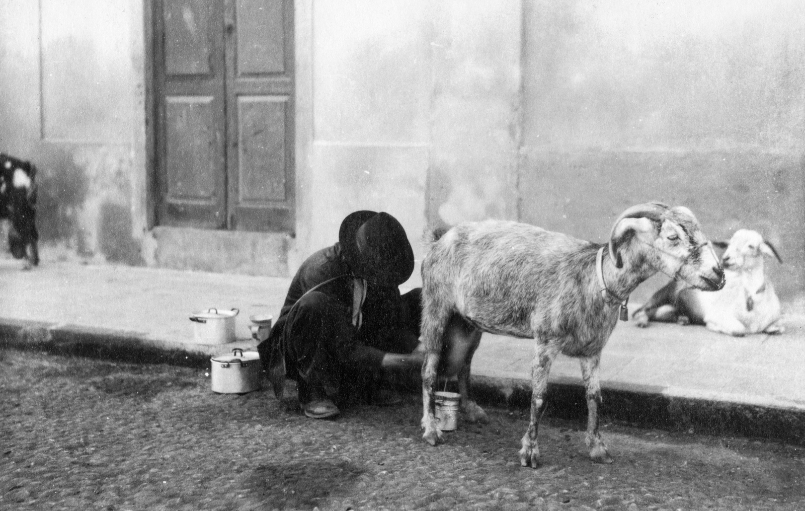 Spanyolország,Kanári-szigetek, 1935, Balassa Péter, kecske, férfi, fejés, Fortepan #56652