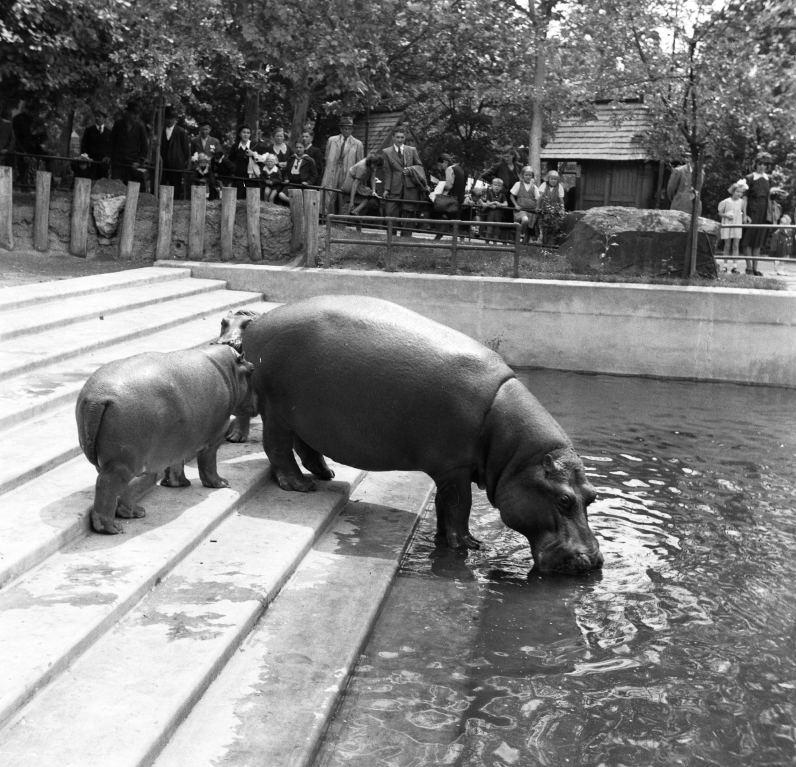 Hungary, Zoo, Budapest XIV., 1940, Góg Emese, hippo, zoo, Budapest, Fortepan #56814
