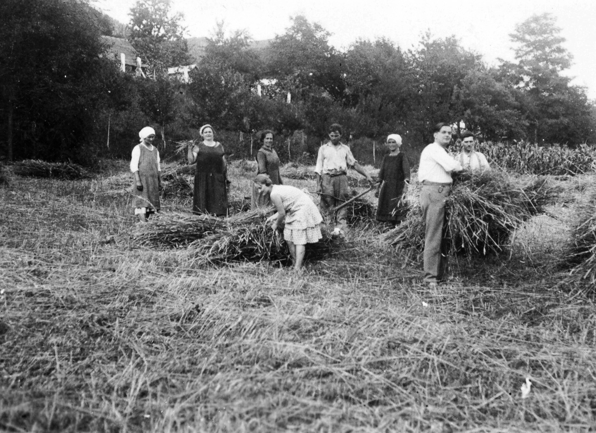 Szlovénia, Lendva, (Alsólendva), aratás., 1932, Karabélyos Péter, mezőgazdaság, munka, aratás, marokszedő, Fortepan #57176