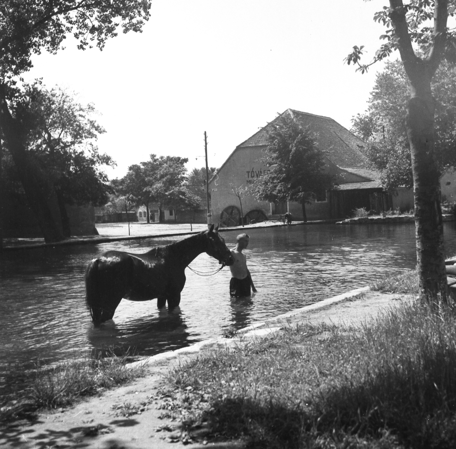 Hungary, Tata, a Malom-patak a Tópart utca felől, háttérben a Czégényi-malom. Balra a Malom utca., 1942, Kollányi Ágoston, horse, stream, Fortepan #57539