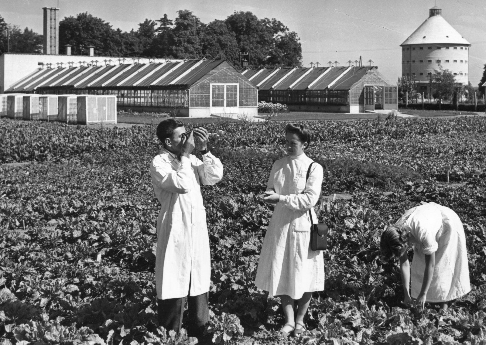 Hungary, Sopronhorpács, Növénynemesítési és Növénytermesztési Kutató Intézet, háttérben a „körmagtár”. Szuperelitrépák tenyészkerti minőségvizsgálata refraktometerrel., 1955, Fortepan, overall, greenhouse, examination, agriculture, Fortepan #57633
