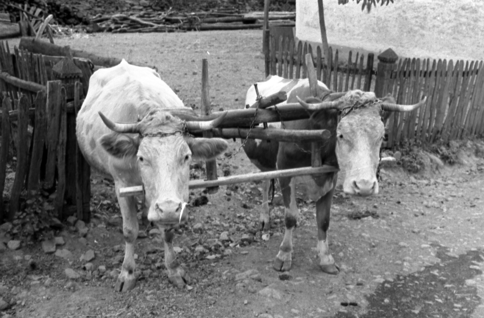 1980, Pálinkás Zsolt, cattle, Fortepan #57800