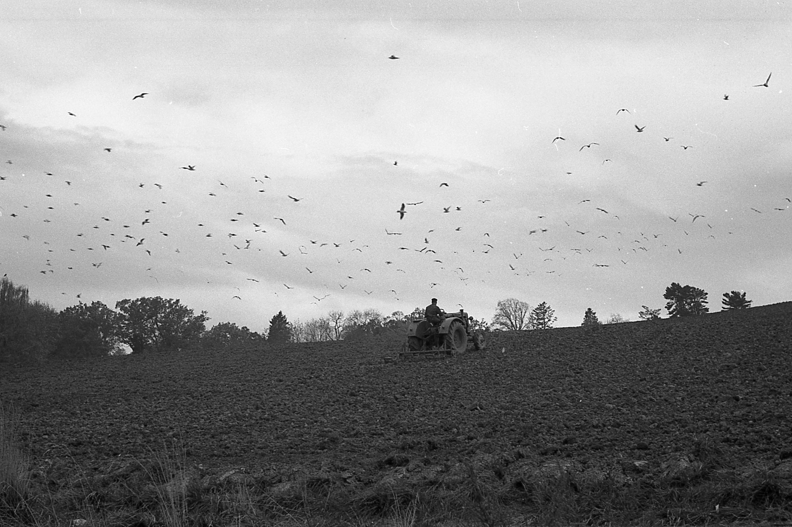 1962, Varga Péter, traktor, mezőgazdaság, sirály, talajművelés, Fortepan #57951