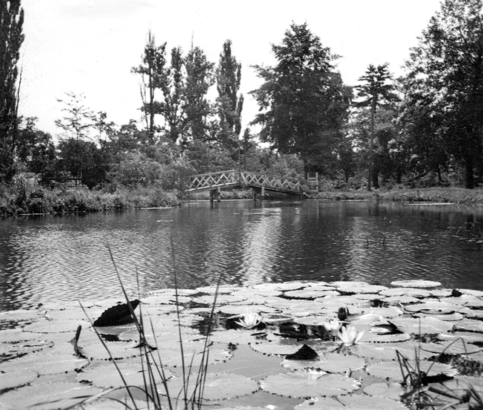 Romania,Transylvania, Sînmartin, Félixfürdő, termálvizű tó., 1943, Gyöngyi, lake, wooden bridge, water lily, Fortepan #58099