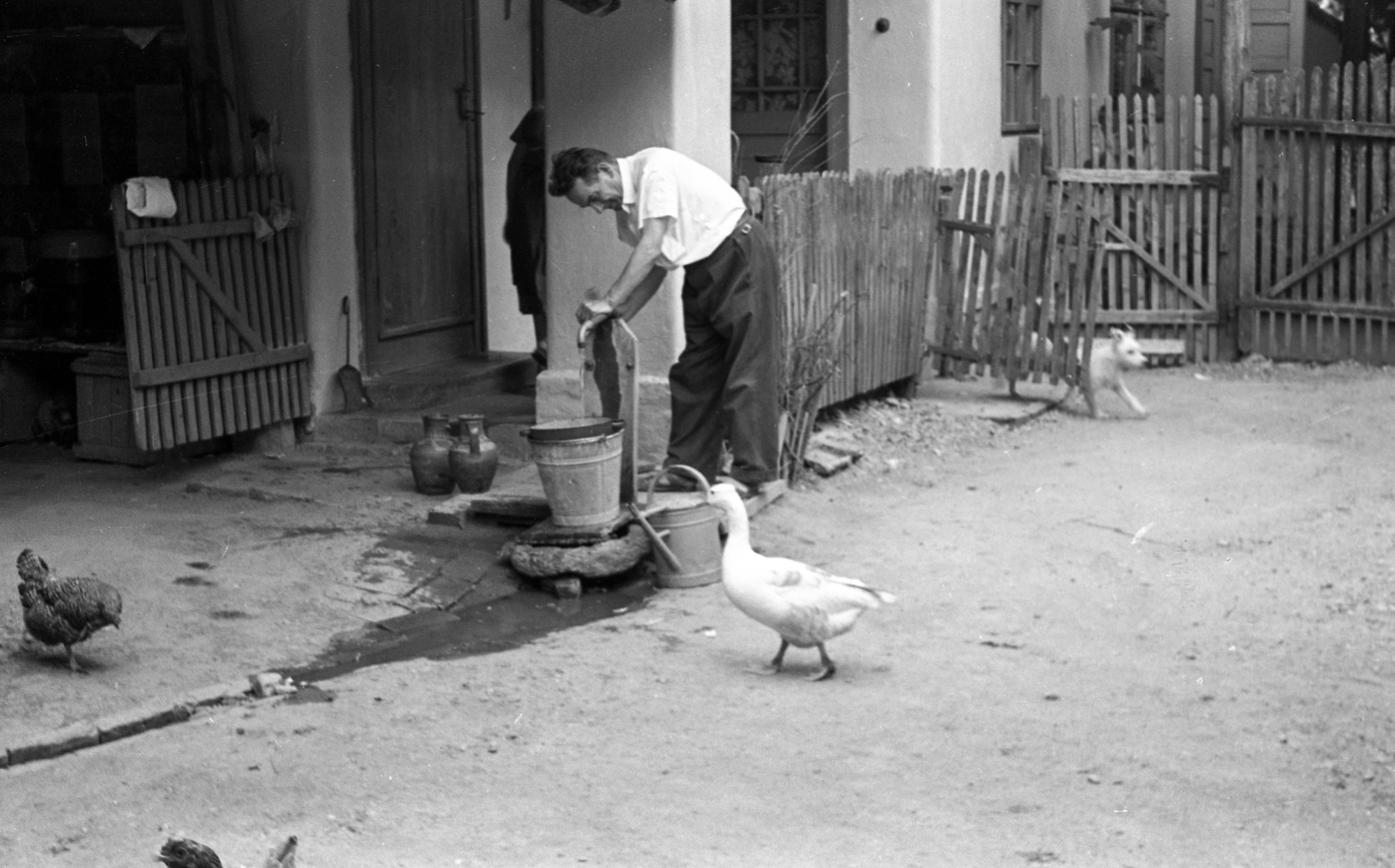 1961, Jankovszky György, poultry, lath fence, watering can, Fortepan #58149