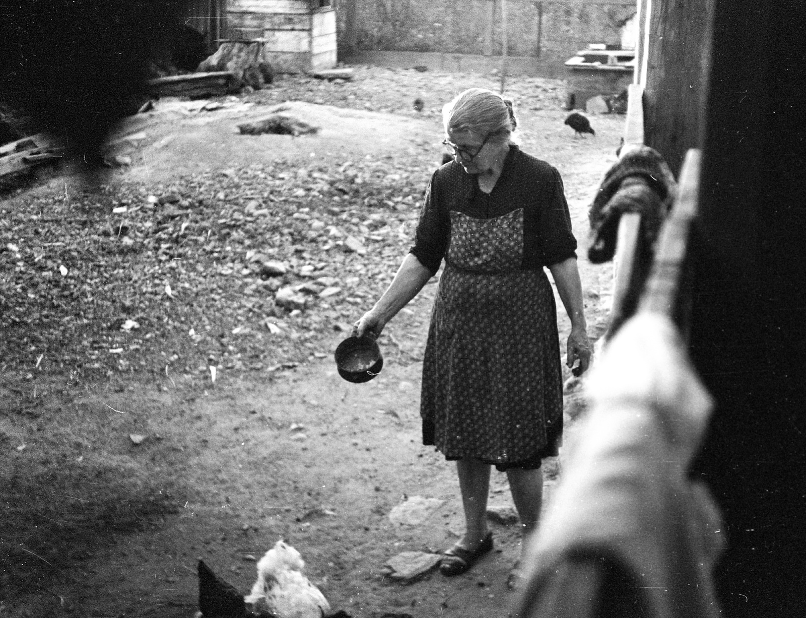 1961, Jankovszky György, poultry, Fortepan #58151