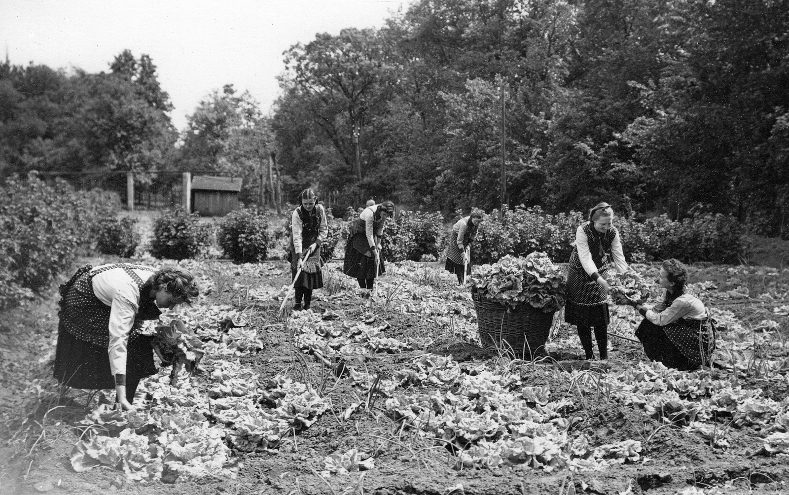 Hungary, Kiskunfélegyháza, Constantinum, saláta szedés., 1939, Berényi Márta, genre painting, agriculture, basket, work, horticulture, apron, girl, hoe, wickerwork, salad, Fortepan #58171