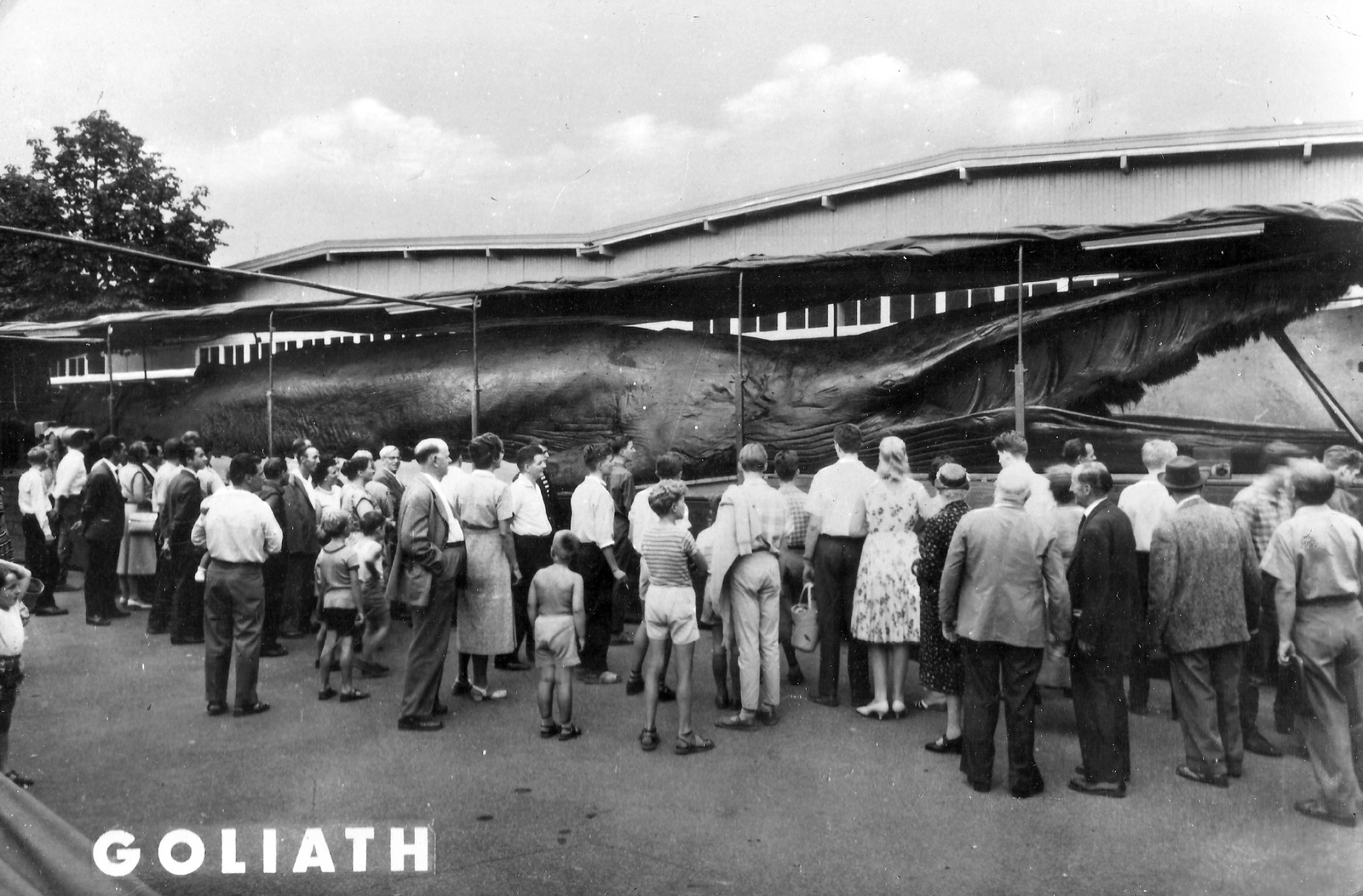 Góliát az óriásbálna, valahol Kelet-Európában a bemutató körút során., 1961, Horváth Lajos, gaping, whale, Fortepan #58222