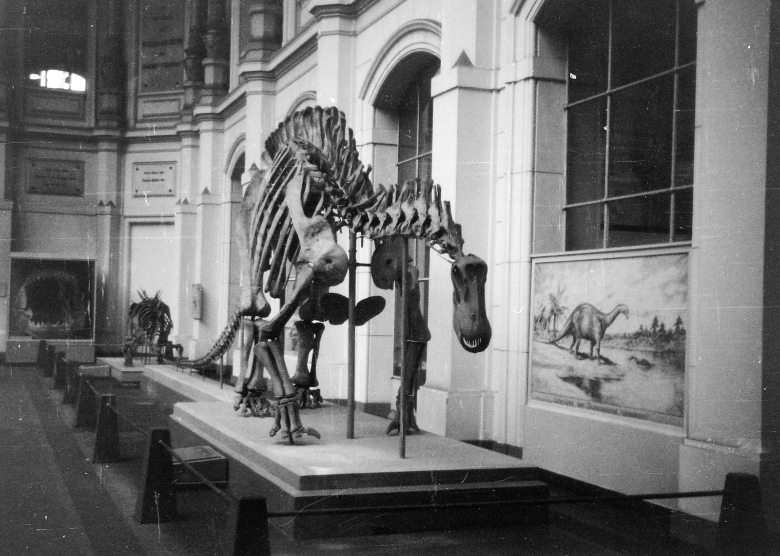Germany, Berlin, Kelet-Berlin, Természettudományi Múzeum., 1967, Nagy Zoltán, GDR, skeleton, East-Berlin, museum, Fortepan #58320
