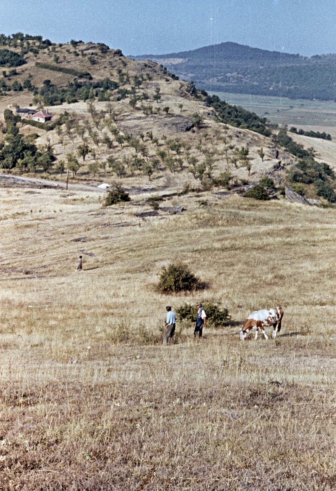 Hungary,Lake Balaton, Tihany Peninsula, Óvár., 1963, Herbály István, colorful, cattle, Fortepan #58872