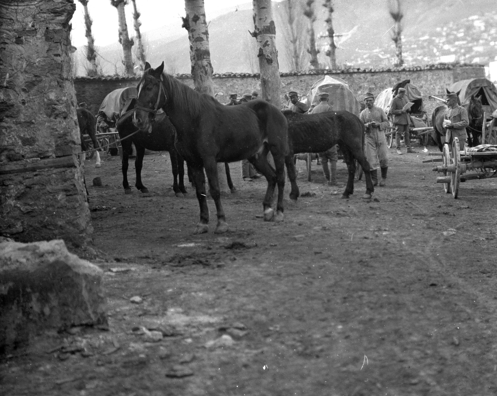 1915, Németh Tamás, Urai Dezső, First World War, horse, chariot, Fortepan #59258