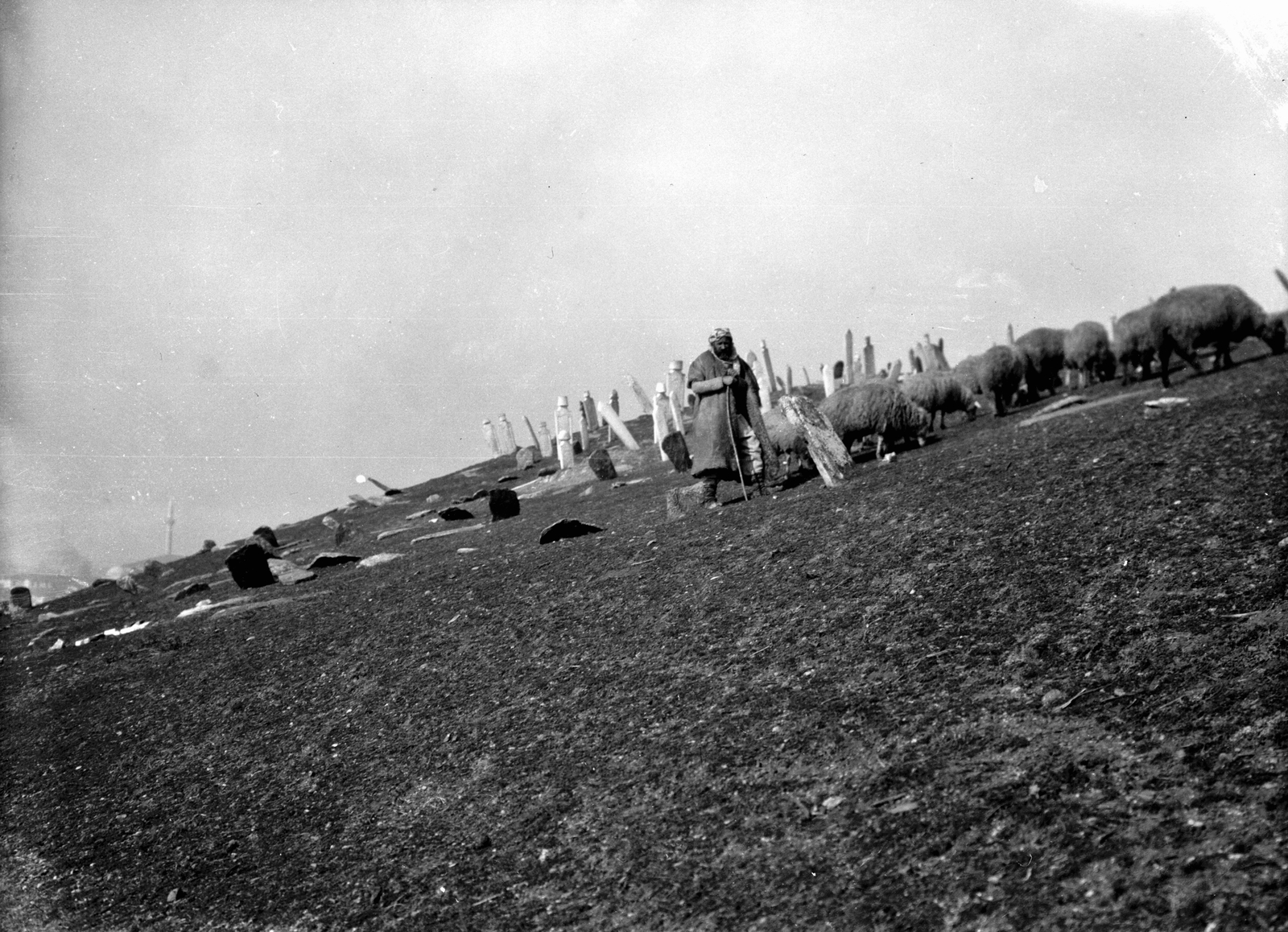 Észak-Macedónia, Szkopje, török temető., 1915, Németh Tamás, Urai Dezső, juh, temető, pásztor, mecset, Fortepan #59312