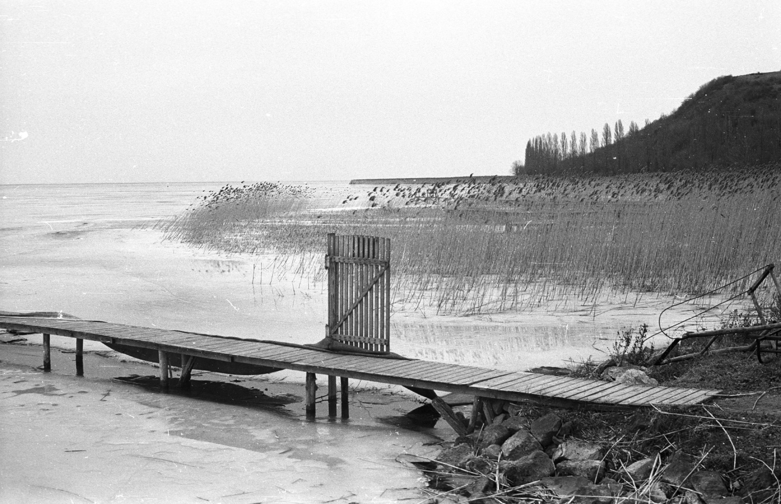 Hungary,Lake Balaton, Füredi öböl., 1968, Tóth Lajos, reed, ice, Fortepan #59708