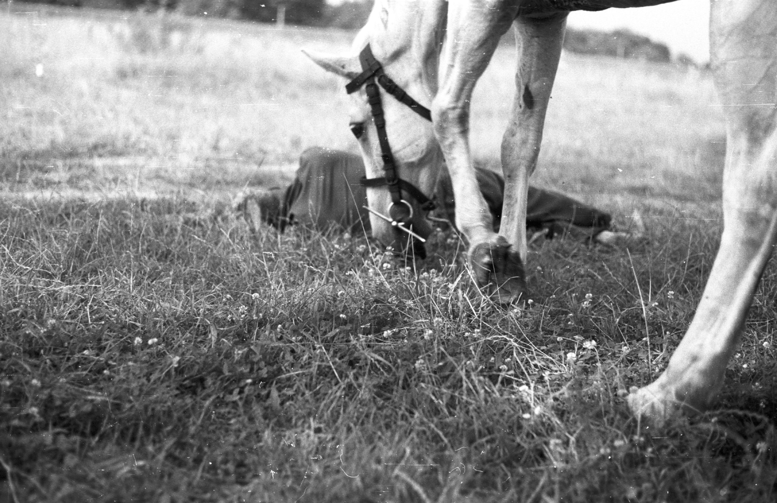 1970, Tóth Lajos, horse, relaxation, Best of, Fortepan #59777