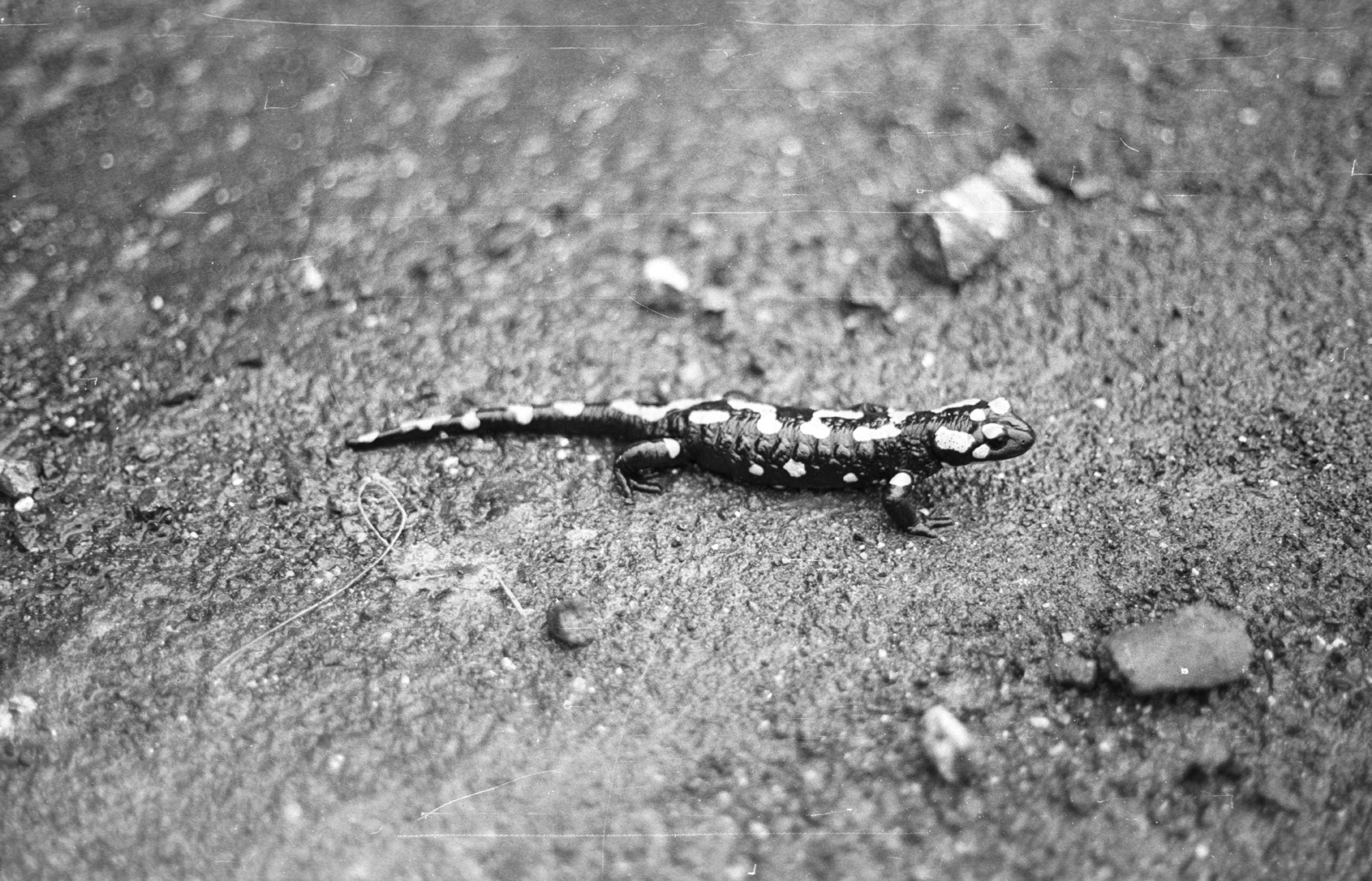 1970, Tóth Lajos, salamander, Fortepan #59783