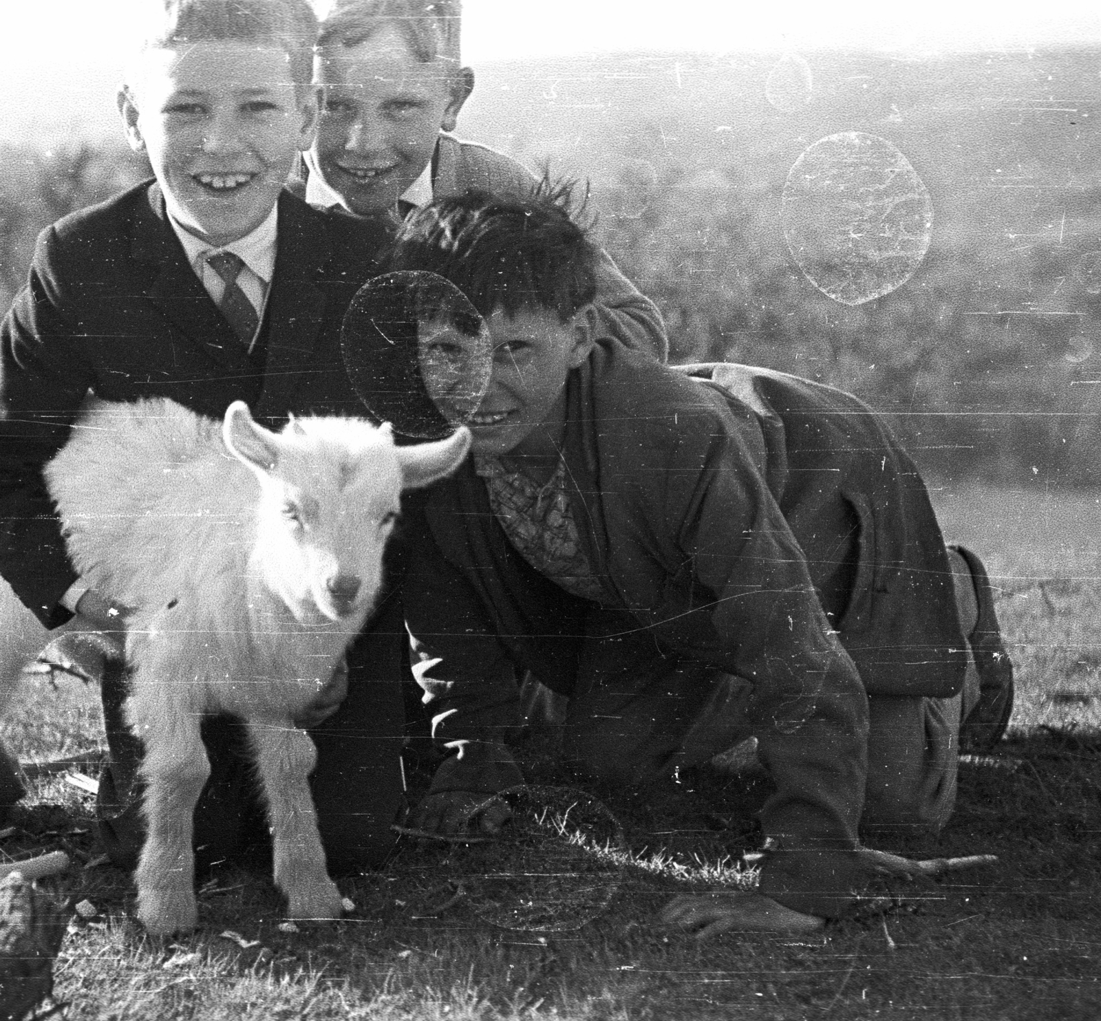 1965, Tóth Lajos, goat, kids, Fortepan #59798