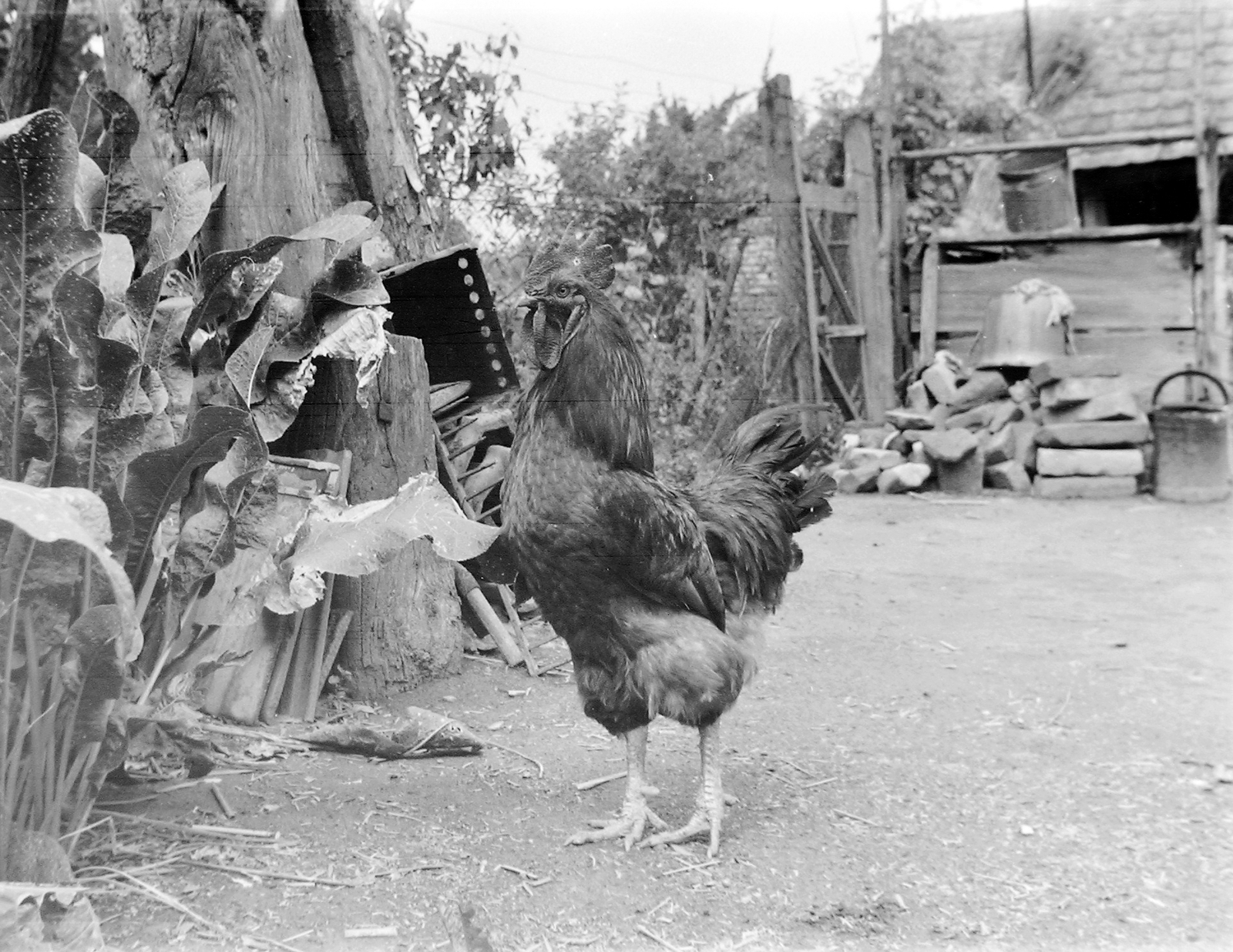 1964, Fortepan, yard, poultry, Fortepan #5996