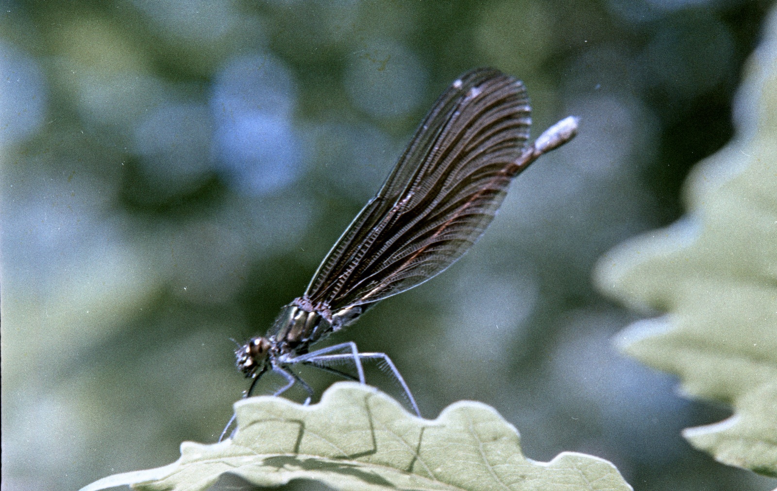 Szlovákia, Poltár, kisasszony szitakötő (Calopteryx virgo)., 1958, Zsanda Zsolt, Vajszada Károly, színes, szitakötő, Fortepan #60206